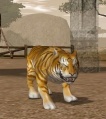 Hungry tiger.jpg